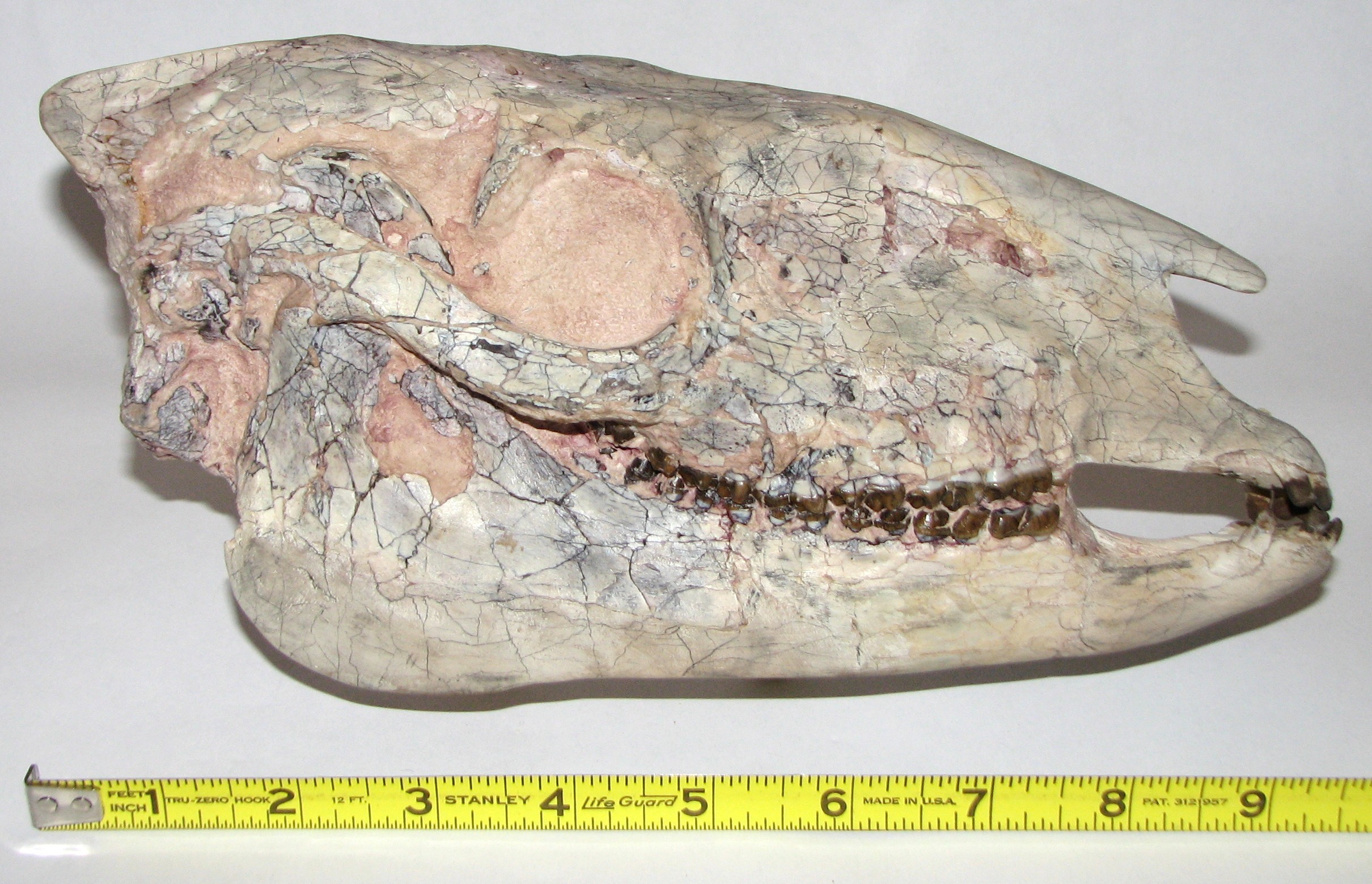 Cenozoic Era Lehigh Valley Museum of Natural History